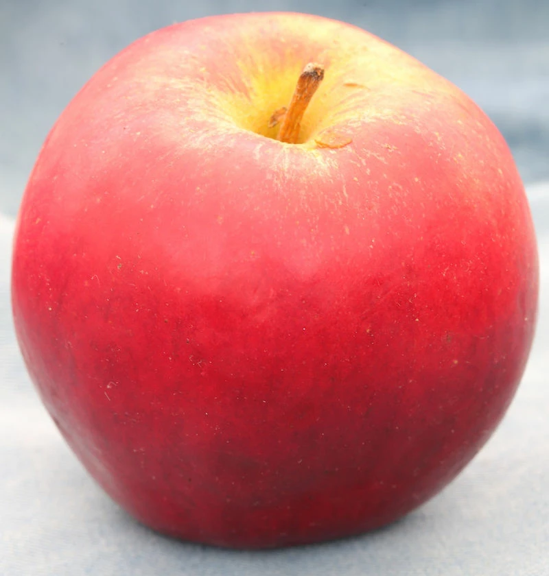 Apfelbaum Knebusch 60-80cm - Knackig Und Süß 3 Apfelbaum Knebusch 60-80cm - Knackig Und Süß