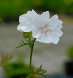 Moschus Malve Alba - Malva Moschata