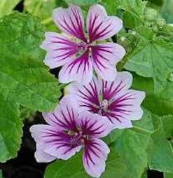 Wilde Malve Zebrina - Malva Sylvestris