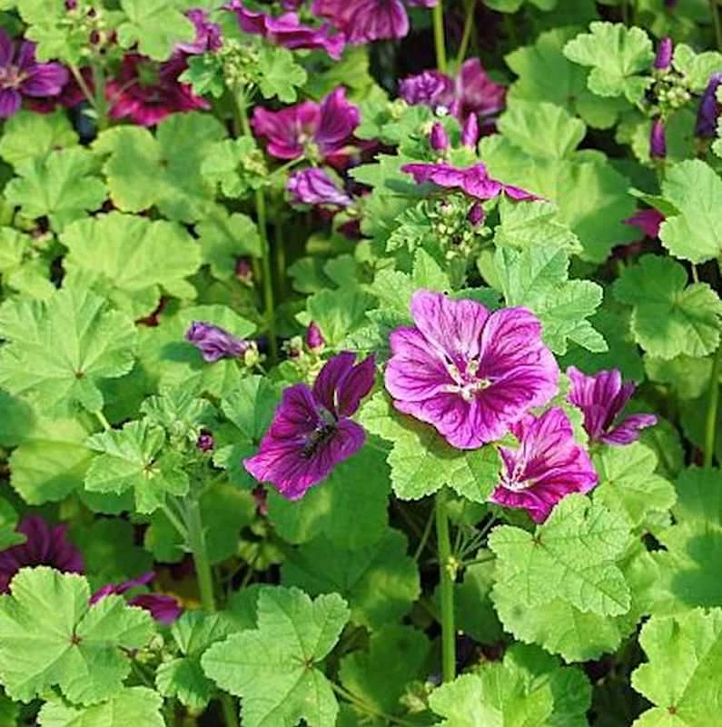 Algier Malve - Malva Sylvestris 3 Algier Malve - Malva Sylvestris