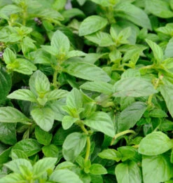 Ackerminze Banana - Mentha Arvensis