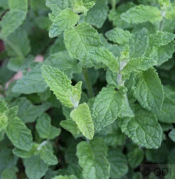 Erdbeerminze - Mentha Cultorum