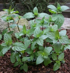 Pfefferminze Multimentha - Mentha Piperita