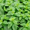 Grüne Minze - Mentha Spicata 1 Grüne Minze - Mentha Spicata -NR-01 Verkäufe Mentha spicata 1