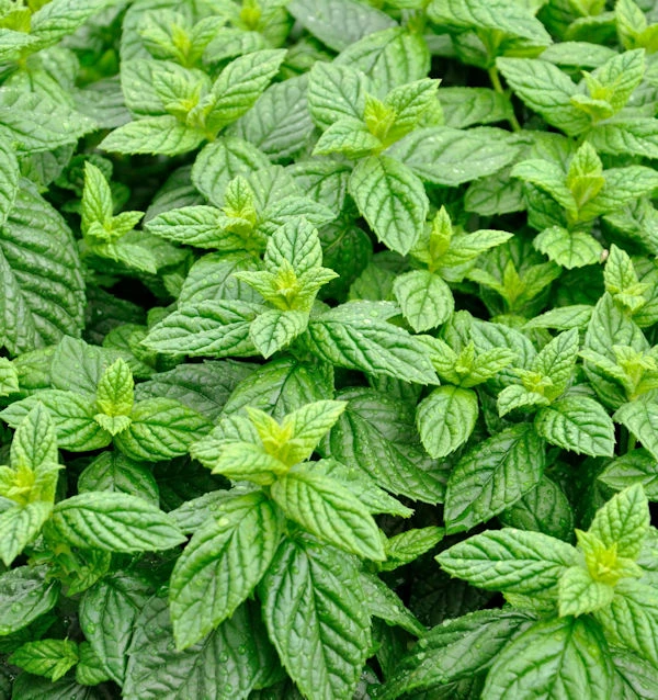 Grüne Minze - Mentha Spicata 3 Grüne Minze - Mentha Spicata