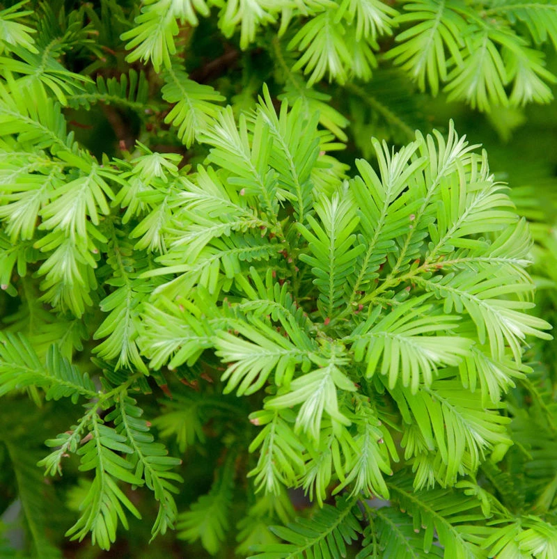 Urweltmammutbaum Chubby 40-60cm - Metasequoia Glyptostroboides 3 Urweltmammutbaum Chubby 40-60cm - Metasequoia Glyptostroboides
