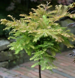 Hochstamm Urweltmammutbaum Miss Grace 125-150cm - Metasequoia Glyptostroboides