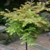 Hochstamm Urweltmammutbaum Miss Grace 80-100cm - Metasequoia Glyptostroboides 2 Hochstamm Urweltmammutbaum Miss Grace 80-100cm - Metasequoia Glyptostroboides -NR-01 Verkäufe Metasequoia glyptostroboidesMissGrace Stamm 2
