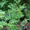 Urweltmammutbaum Chinesisches Rotholz 80-100cm - Metasequoia Glyptostroboides