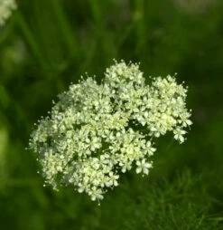 Bärwurz - Meum Athamanticum