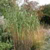 Riesenchinaschilf Aksel Olsen - Miscanthus Floridulus -NR-01 Verkäufe Miscanthus floridulus giganteus 1