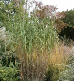 Riesenchinaschilf Aksel Olsen - Miscanthus Floridulus