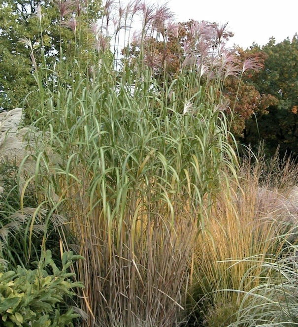 Riesenchinaschilf Aksel Olsen - Miscanthus Floridulus 3 Riesenchinaschilf Aksel Olsen - Miscanthus Floridulus