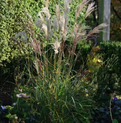 Chinaschilf China - Miscanthus Sinensis