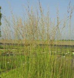 Riesen Pfeifengras Windspiel - Molinia Arundinacea