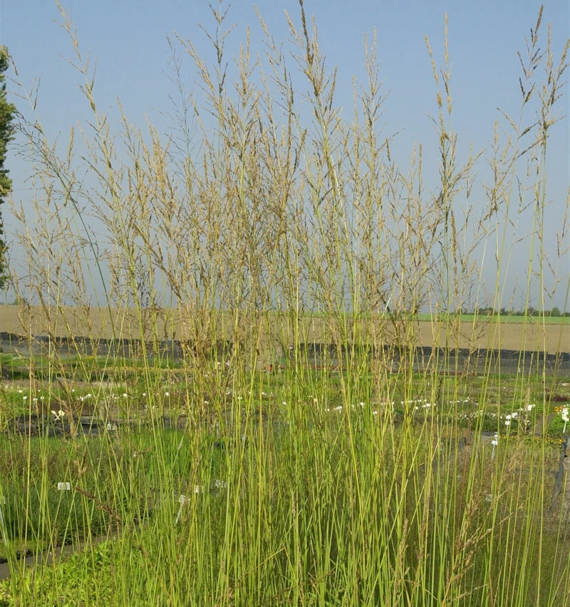 Riesen Pfeifengras Windspiel - Molinia Arundinacea 3 Riesen Pfeifengras Windspiel - Molinia Arundinacea