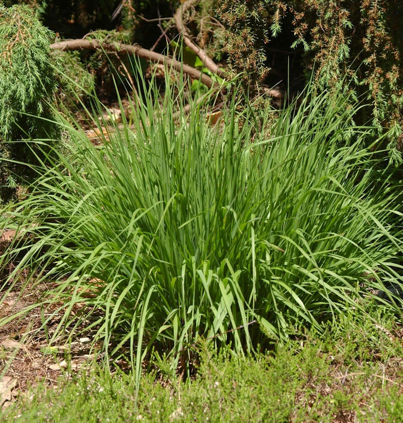 Pfeifengras Poul Petersen - Molinia Caerulea 3 Pfeifengras Poul Petersen - Molinia Caerulea