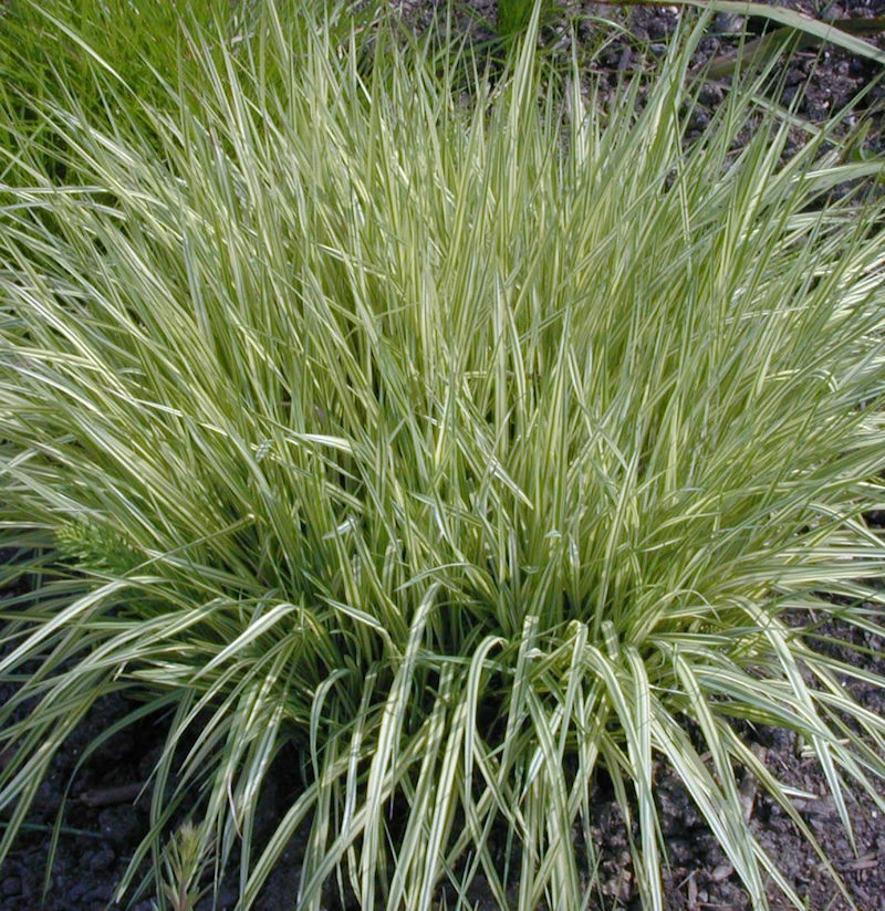 Moor Pfeifengras - Molinia Caerulea 3 Moor Pfeifengras - Molinia Caerulea