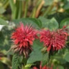 Indianernessel Fireball - Monarda Didyma 1 Indianernessel Fireball - Monarda Didyma -NR-01 Verkäufe Monarda didyma Fireball