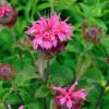 Indianernessel Melua Pink - Großer Topf - Monarda Didyma 2 Indianernessel Melua Pink - Großer Topf - Monarda Didyma -NR-01 Verkäufe Monarda didyma Melua Pink