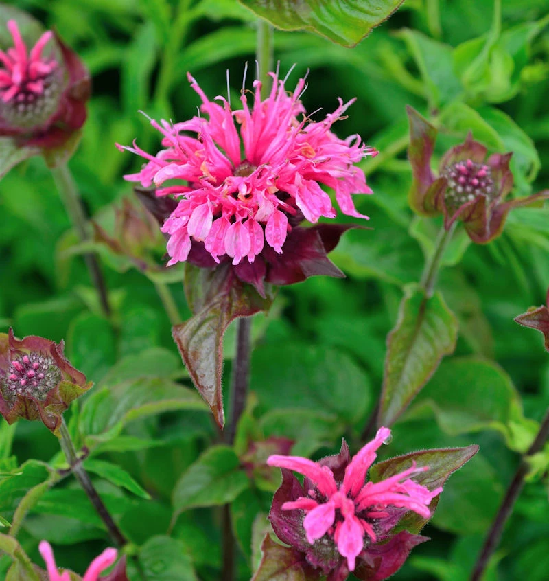 Indianernessel Melua Pink - Großer Topf - Monarda Didyma 3 Indianernessel Melua Pink - Großer Topf - Monarda Didyma