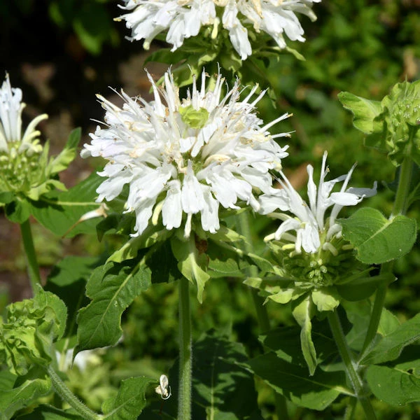 Indianernessel Schneewittchen - Monarda Fistulosa 3 Indianernessel Schneewittchen - Monarda Fistulosa