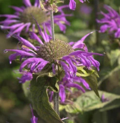 Indianernessel Prärienacht - Monarda Fistulosa