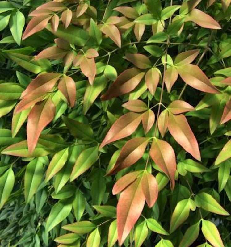 Himmelsbambus Firepower 40-60cm - Nandina Domestica 3 Himmelsbambus Firepower 40-60cm - Nandina Domestica