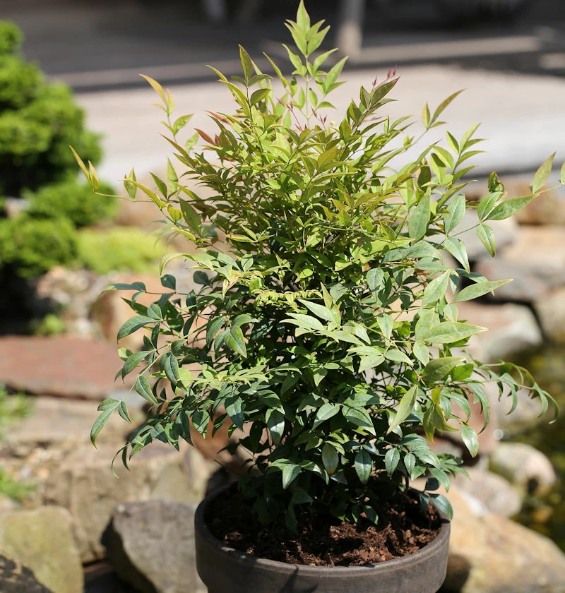 Himmelsbambus Gulf Stream 40-50cm - Nandina Domestica 3 Himmelsbambus Gulf Stream 40-50cm - Nandina Domestica