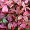 Himmelsbambus Flirt® 30-40cm - Nandina Domestica 1 Himmelsbambus Flirt® 30-40cm - Nandina Domestica -NR-01 Verkäufe Nandina domesticaFlirt