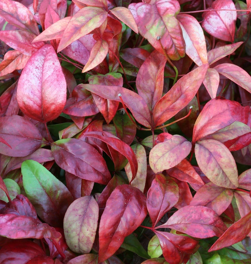 Himmelsbambus Flirt® 30-40cm - Nandina Domestica 3 Himmelsbambus Flirt® 30-40cm - Nandina Domestica