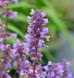 Katzenminze Purrsian Blue - Großer Topf - Nepeta Culturum