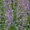 Katzenminze Six Hills Giant - Großer Topf - Nepeta Faassenii 2 Katzenminze Six Hills Giant - Großer Topf - Nepeta Faassenii -NR-01 Verkäufe Nepeta faassenii Six Hills Giant