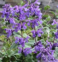 Katzenminze Grog - Nepeta Racemosa