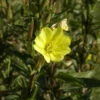 Gemeine Nachtkerze - Oenothera Biennis 2 Gemeine Nachtkerze - Oenothera Biennis -NR-01 Verkäufe Oenothera biennis 1