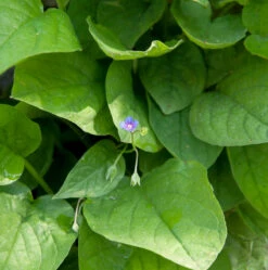 Kaukasus Gedenkmein - Omphalodes Cappadocica