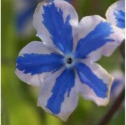 Kaukasus Gedenkmein Starry Eyes - Omphalodes Cappadocica