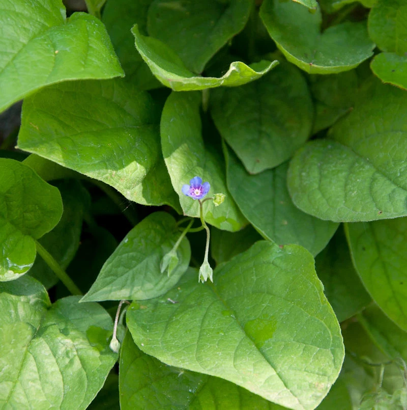 Kaukasus Gedenkmein - Omphalodes Cappadocica 3 Kaukasus Gedenkmein - Omphalodes Cappadocica