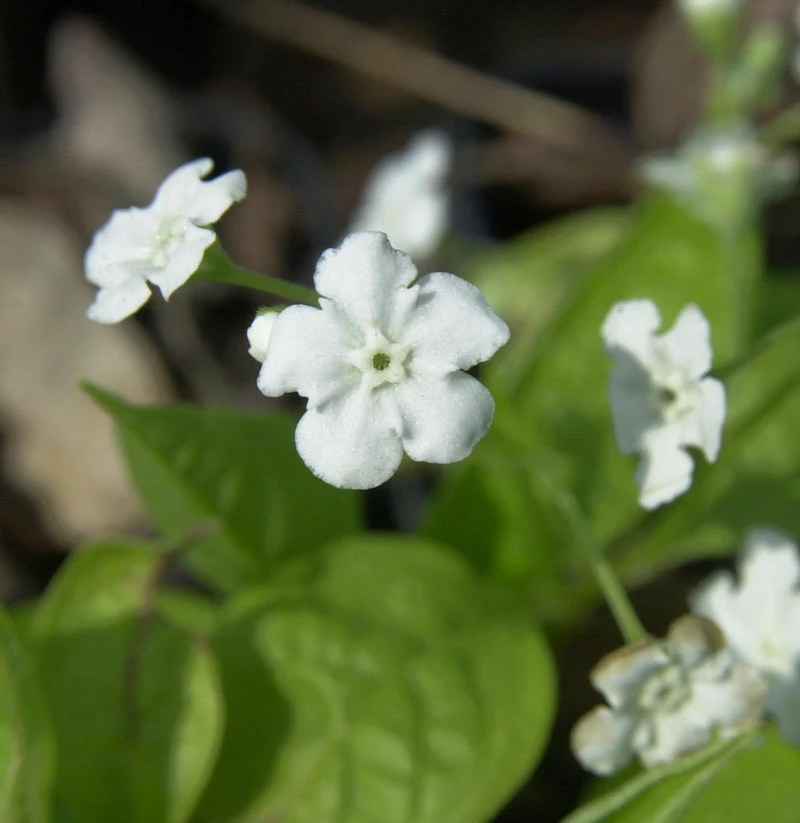 Gedenkemein Alba - Omphalodes Verna 3 Gedenkemein Alba - Omphalodes Verna