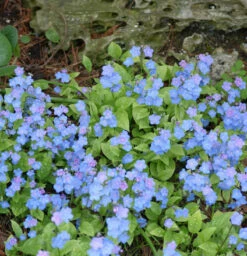 Gedenkemein Elfenauge - Omphalodes Verna