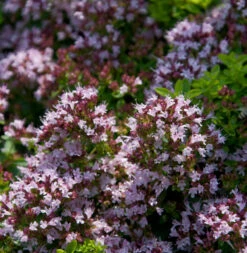 Oregano Gentle Breeze - Großer Topf - Origanum Syriacum