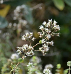 Syrischer Oregano - Origanum Syriacum