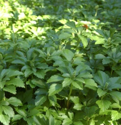 10x Schattengrün Dickmännchen - Pachysandra Terminalis