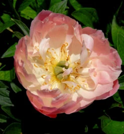 Edel Pfingstrose Coral Sunset - Paeonia Cultorum