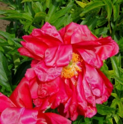 Edel Pfingstrose America - Paeonia Cultorum