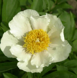 Edel Pfingstrose Claire De Lune - Paeonia Cultorum