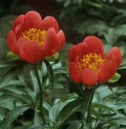 Delavayi Strauchpfingstrose - Paeonia Delavayi