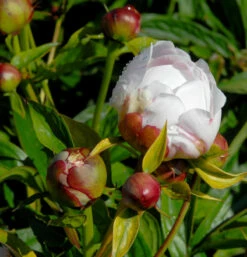 Edelpfingstrose Alice Harding - Paeonia Lactiflora