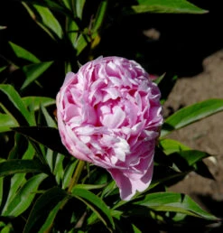 Edelpfingstrose Mammoth Rose - Paeonia Lactiflora