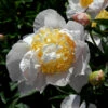 Edelpfingstrose Moon Of Nippon - Paeonia Lactiflora 2 Edelpfingstrose Moon Of Nippon - Paeonia Lactiflora -NR-01 Verkäufe Paeonia lactiflora Moon of Nippon